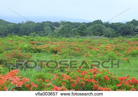Rhododendron field View Large Photo Image Stock Photo - Rhododendron field. Fotosearch