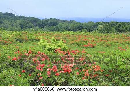 Rhododendron field View Large Photo Image Stock Photo - Rhododendron field. Fotosearch