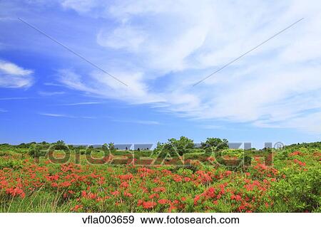 Rhododendron field View Large Photo Image Stock Photo - Rhododendron field. Fotosearch