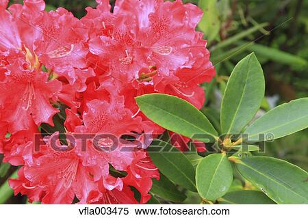 Rhododendron field View Large Photo Image Stock Photography - Rhododendron field. Fotosearch