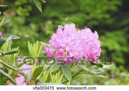 Rhododendron View Large Photo Image Stock Image - Rhododendron. Fotosearch