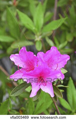 Rhododendron View Large Photo Image Stock Photo - Rhododendron. Fotosearch
