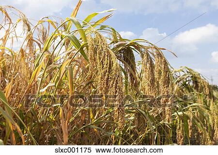 Stock Photography - Rice ears. Fotosearch