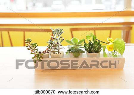 Room plants View Large Photo Image Stock Image - Room plants. Fotosearch