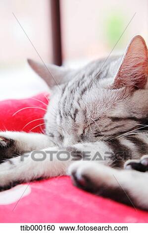 Sleepy cat View Large Photo Image Stock Image - Sleepy cat. Fotosearch