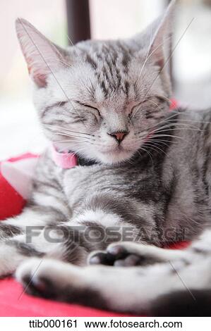 Stock Image - Sleepy cat. Fotosearch