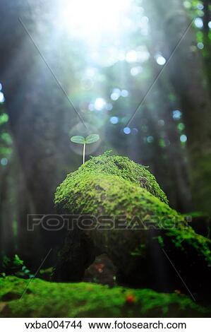 Sprouting leaves View Large Photo Image Picture - Sprouting leaves. Fotosearch