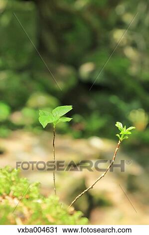 Sprouting leaves View Large Photo Image Stock Image - Sprouting leaves. Fotosearch