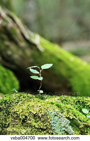 Stock Image - Sprouting leaves. Fotosearch