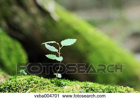 Sprouting leaves View Large Photo Image Stock Image - Sprouting leaves. Fotosearch