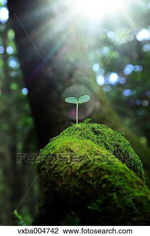 Sprouting leaves View Large Photo Image Stock Image - Sprouting leaves. Fotosearch
