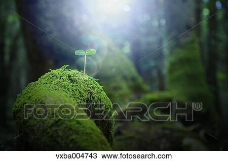 Sprouting leaves View Large Photo Image Stock Image - Sprouting leaves. Fotosearch