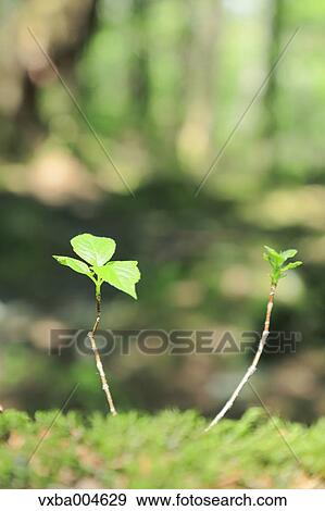 Sprouting leaves View Large Photo Image Stock Photo - Sprouting leaves. Fotosearch