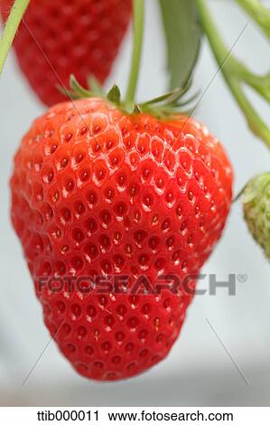 Strawberries View Large Photo Image Stock Image - Strawberries. Fotosearch