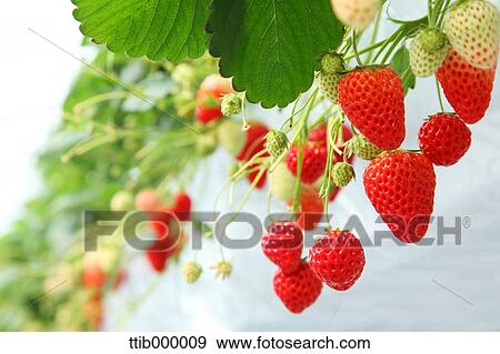 Stock Photo - Strawberries. Fotosearch