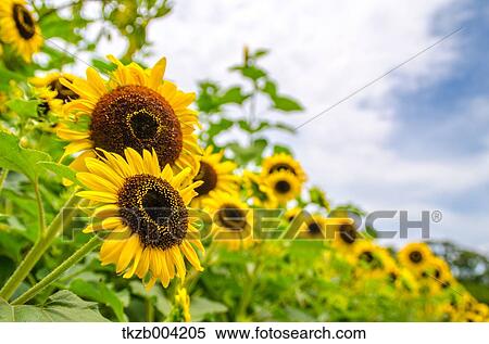 Sunflowers View Large Photo Image Stock Photography - Sunflowers. Fotosearch