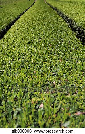 Tea plantation View Large Photo Image Stock Image - Tea plantation. Fotosearch