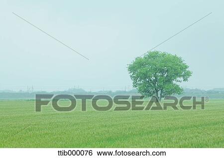 Stock Photograph - Tree and grassland. Fotosearch