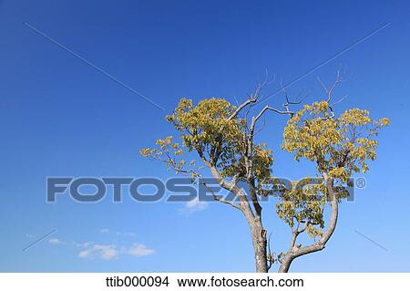 Tree and sky View Large Photo Image Picture - Tree and sky. Fotosearch