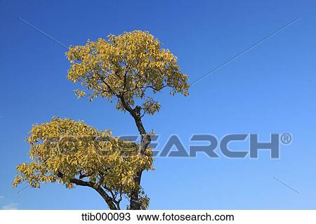 Stock Image - Tree and sky. Fotosearch