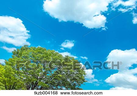Stock Photo - Tree and sky. Fotosearch
