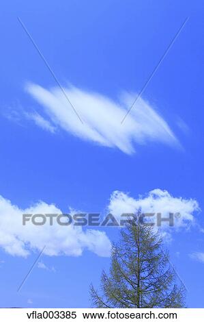Tree and sky with clouds View Large Photo Image Stock Photography - Tree and sky with clouds. Fotosearch