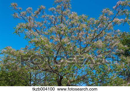 Trees and sky View Large Photo Image Stock Image - Trees and sky. Fotosearch