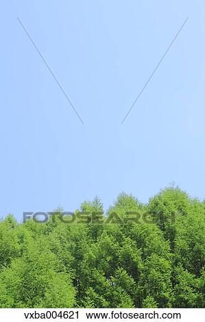 Trees and sky View Large Photo Image Stock Image - Trees and sky. Fotosearch