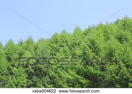 Trees and sky View Large Photo Image Stock Image - Trees and sky. Fotosearch
