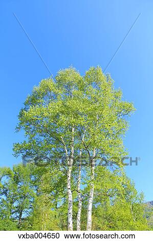 Trees and sky View Large Photo Image Stock Image - Trees and sky. Fotosearch