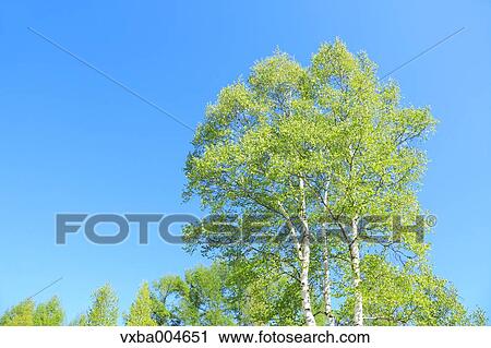 Trees and sky View Large Photo Image Stock Image - Trees and sky. Fotosearch