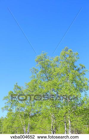 Trees and sky View Large Photo Image Stock Image - Trees and sky. Fotosearch
