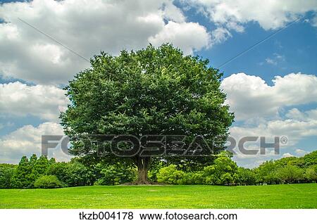 Stock Photo - Trees and sky. Fotosearch