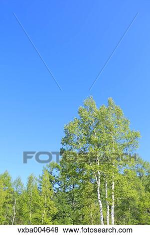 Trees and sky View Large Photo Image Stock Photo - Trees and sky. Fotosearch