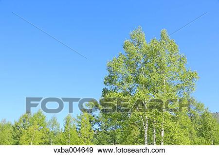 Trees and sky View Large Photo Image Stock Photo - Trees and sky. Fotosearch
