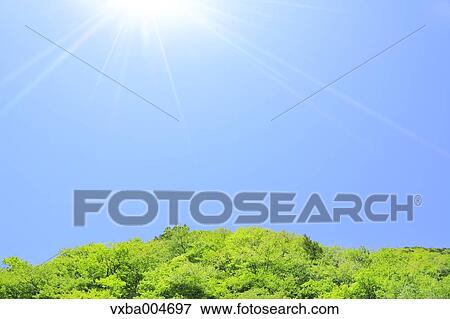Trees and sky View Large Photo Image Stock Photo - Trees and sky. Fotosearch