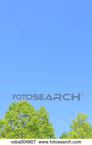 Trees and sky View Large Photo Image Stock Photo - Trees and sky. Fotosearch
