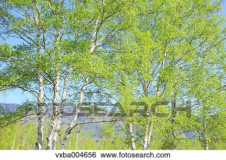 Trees and sky View Large Photo Image Stock Photograph - Trees and sky. Fotosearch
