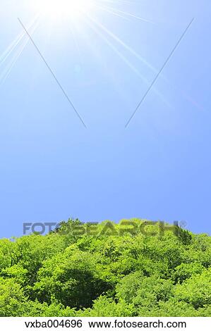 Trees and sky View Large Photo Image Stock Photograph - Trees and sky. Fotosearch