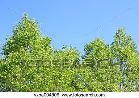 Trees and sky View Large Photo Image Stock Photograph - Trees and sky. Fotosearch