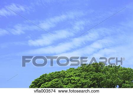 Trees and sky with clouds View Large Photo Image Picture - Trees and sky with clouds. Fotosearch