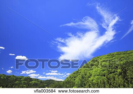 Picture - Trees and sky with clouds. Fotosearch