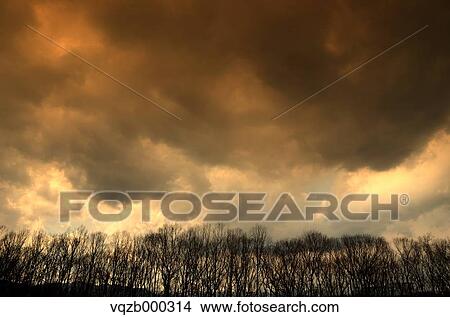 Trees and sky with clouds View Large Photo Image Picture - Trees and sky with clouds. Fotosearch