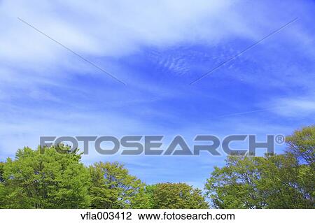 Trees and sky with clouds View Large Photo Image Stock Image - Trees and sky with clouds. Fotosearch