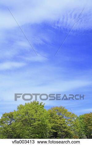 Trees and sky with clouds View Large Photo Image Stock Image - Trees and sky with clouds. Fotosearch