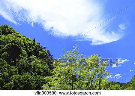 Trees and sky with clouds View Large Photo Image Stock Image - Trees and sky with clouds. Fotosearch