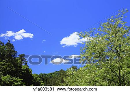 Stock Image - Trees and sky with clouds. Fotosearch