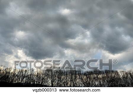Trees and sky with clouds View Large Photo Image Stock Image - Trees and sky with clouds. Fotosearch