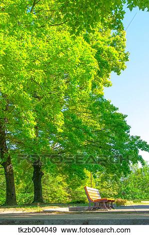 Trees and sky with clouds View Large Photo Image Stock Photo - Trees and sky with clouds. Fotosearch