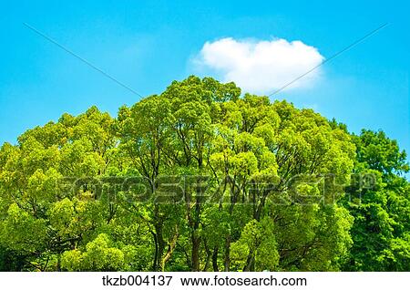 Trees and sky with clouds View Large Photo Image Stock Photo - Trees and sky with clouds. Fotosearch